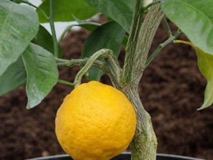 Mandarínka 'Zorana'