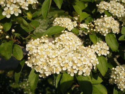 bl�skavka ch