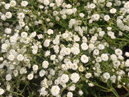 Šater latnatý 'Festival White Flare' - Gypsophila paniculata 'Festival White Flare'