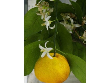 Mandarínka 'Kishu-Mikan'