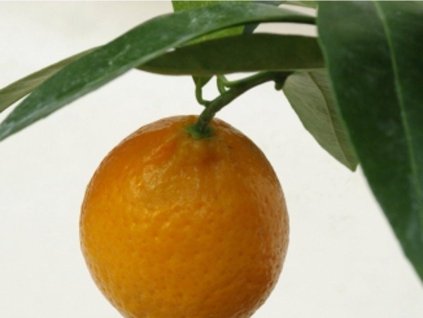 Mandarínka 'Fairchild'