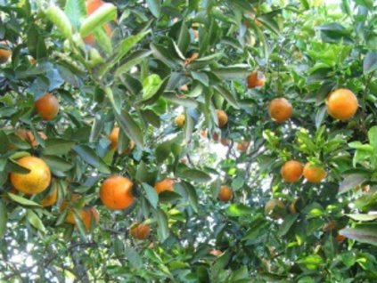 Mandarínka 'Sunburst'