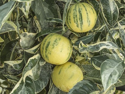 Pomarančovník 'Arancio Variegata'