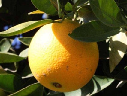 Pomarančovník 'Lane Late'