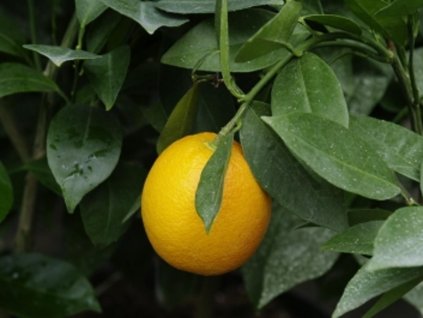 Pomarančovník 'Morita'