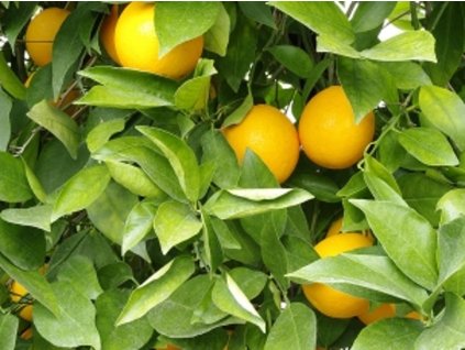 Pomarančovník 'Washington Navel'