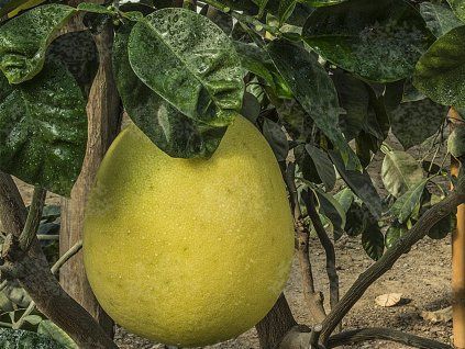 pomelo pink