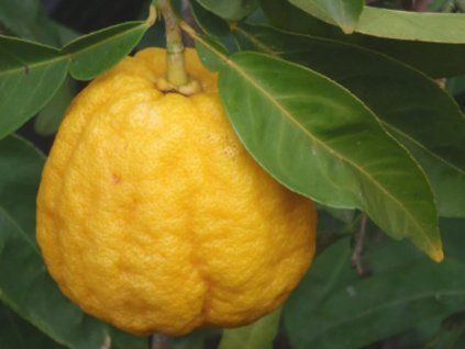 Citrus 'Ichang Lemon'