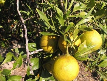 Citrumelo'Abers Narrow Leaf'