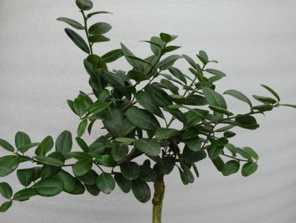Pomarančovník horký 'Abers Narrow Leaf'