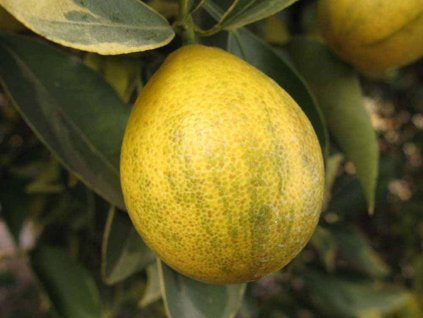 Kumquat 'Centenial Variegated'