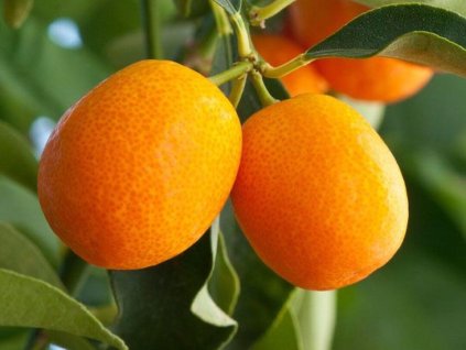 Kumquat 'Meiwa'