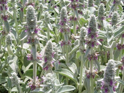 Čistec vlnatý 'Silver Carpet' - Stachys bysantina 'Silver Carpet'