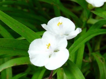 Tradeskancia Andersonova 'Eva' - Tradescantia x andersoniana 'Eva'