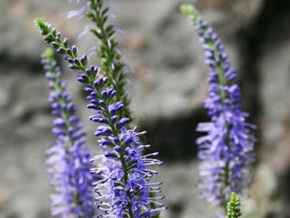 Veronika dlholistá - Veronica longifolia