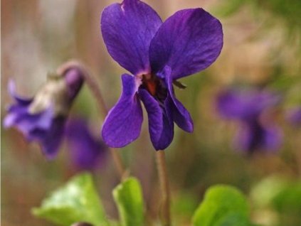 Violka vonná - Viola odorata