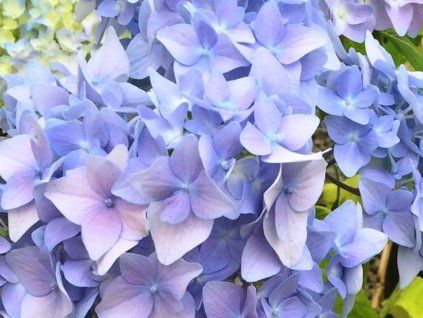 blue 2