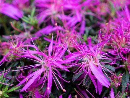 Azalka 'Starstyle Lila'