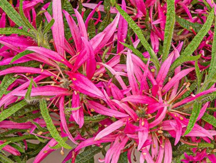 Azalka 'Starstyle Pink'