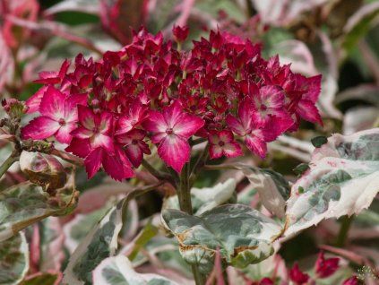 Hydrangea serrata 'Euphoria Pink'