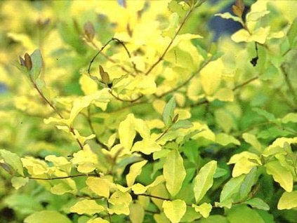 Vtáčí zob vajcovitolistý 'Lemon and Lime'