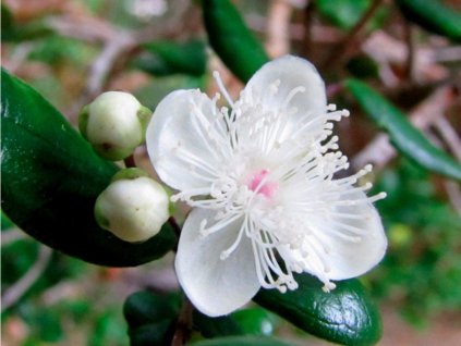 Luma apiculata