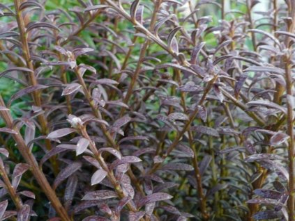 Nohoplod 'Chocolate Box'