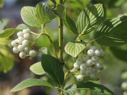 Svída výbežkatá 'Flaviramea'