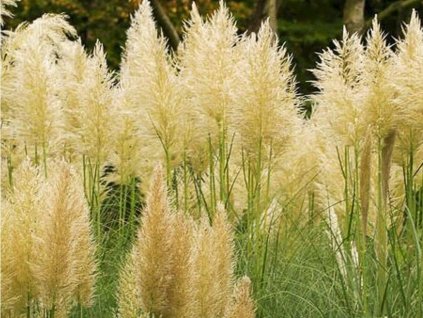 Pampová tráva 'Mini Gold Pampas' - Cortaderia selloana 'Mini Gold Pampas'