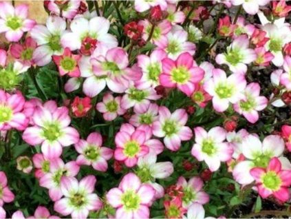 Lomikameň Arendsov 'Alpino Early Picotee' - Saxifraga x arendsii 'Alpino Early Picotee'