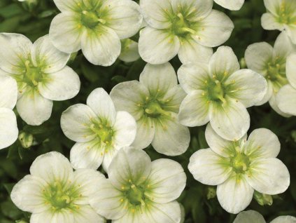 Lomikameň Arendsov 'Touran Large White' - Saxifraga x arendsii 'Touran Large White'