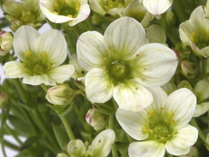 Lomikameň Arendsov 'Touran Limegreen' - Saxifraga x arendsii 'Touran Limegreen'