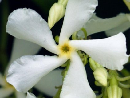 Jazmín voňavý 'Star of Venice'