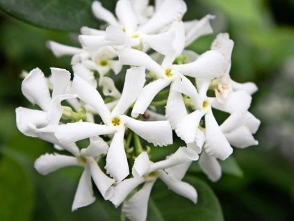 Jazmín voňavý 'White Wings'