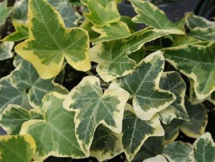 Brečtan popínavý 'Goldchild'