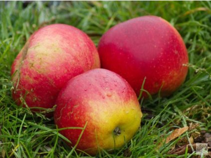 Jabloň 'Matčino'- kontajner