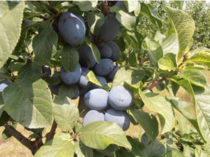 Slivka 'Dwarf®' - kontajner