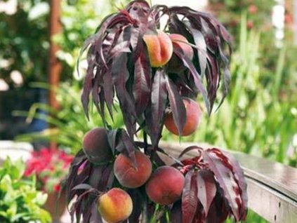 Broskyňa 'Honey Red' - kontajner