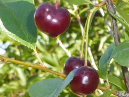 Višňa zakrslá 'Kerr's cherry' - kontajner