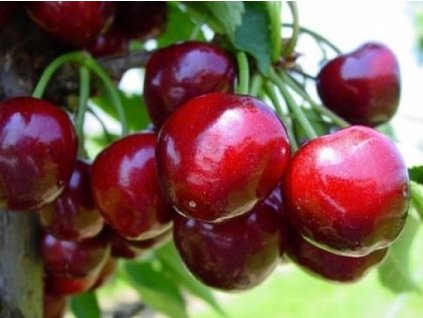 Čerešňa 'Starking Hardy Giant'- kontajner