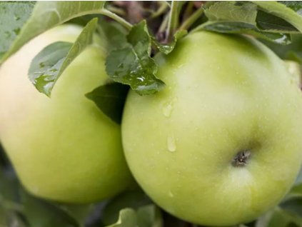 Jabloň stĺpovitá 'Goldlane' - kontajner