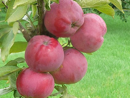 Jabloň stĺpovitá 'Dejavu' - kontajner