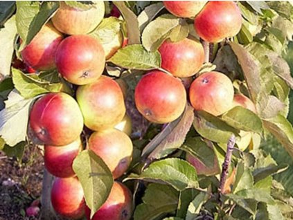 Jabloň stĺpovitá 'Mango' - kontajner