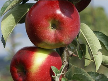 Jabloň stĺpovitá 'Garden Fountain' - kontajner