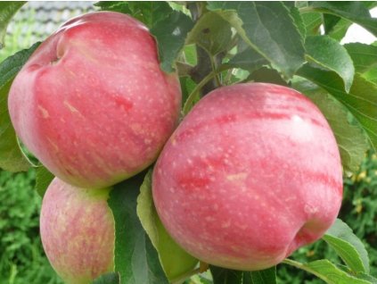 Jabloň stĺpovitá 'Uldis' - kontajner