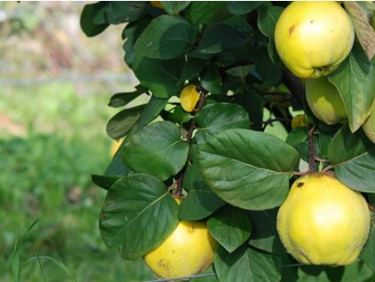 Dula 'Ronda' - kontajner