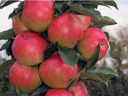 Jabloň stĺpovitá 'Valiuta' - kontajner