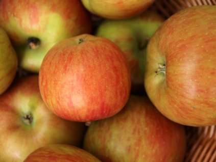 Jabloň stĺpovitá 'Rondo'- kontajner