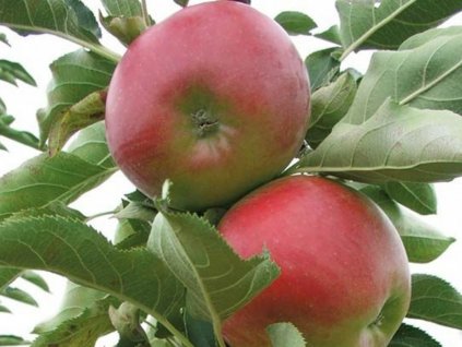 Jabloň stĺpovitá 'Suncats'- kontajner