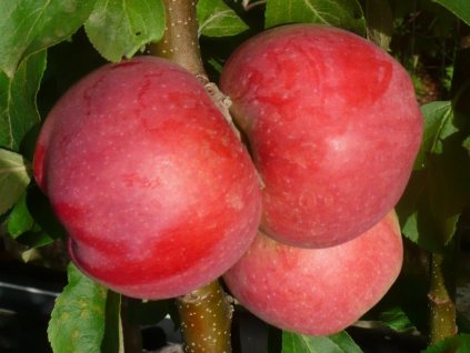 Jabloň stĺpovitá 'Baiba' - kontajner